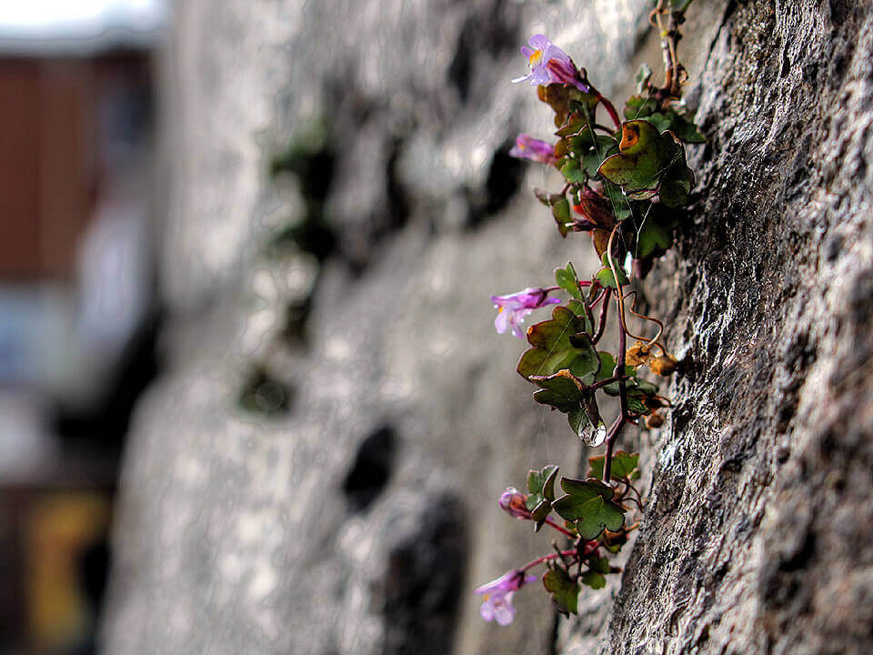 Blumen am Elbufer bei Lauenburg