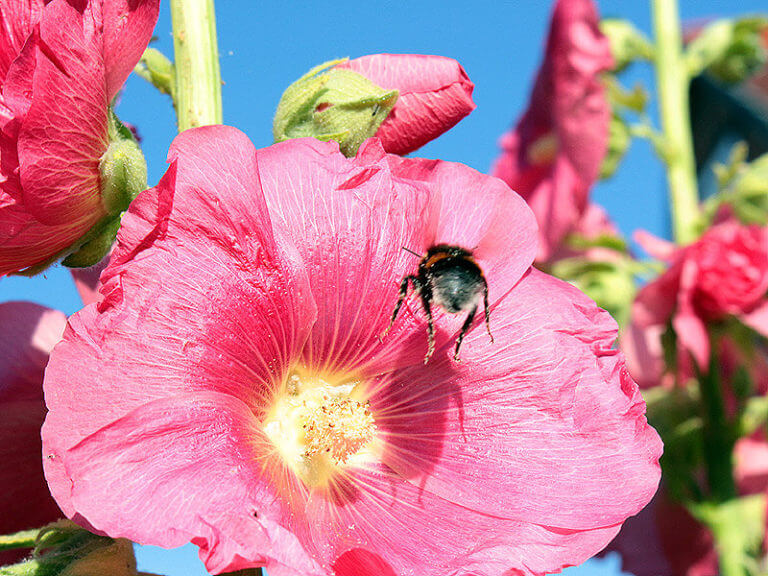 Stockrose mit Hummel